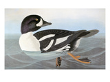 Audubon: Duck