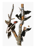 Audubon: Woodpecker