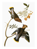 Audubon: Waxwing
