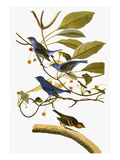 Audubon: Bunting  1827-38