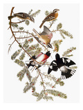 Audubon: Grosbeak