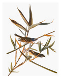 Audubon: Vireo