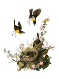 Audubon: Yellow Chat