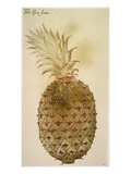 Botany: Pineapple  1585
