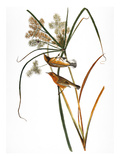 Audubon: Warbler  1827
