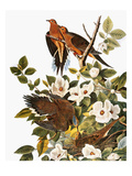 Audubon: Dove