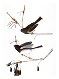 Audubon: Junco  1827