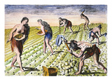 Florida Native Americans:Tilling 1591