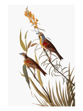 Audubon: Dickcissel