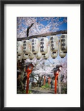 The Lamps and the Sakura