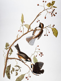 Audubon: Chickadee