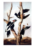 Ivory-Billed Woodpeckers