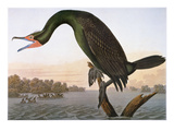 Audubon: Cormorant