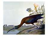 Glossy Ibis