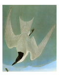 Audubon: Tern