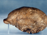 Skull Of Peking Man