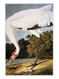 Audubon: Whooping Crane