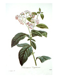 Heliotrope