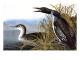 Audubon: Loon  1827