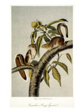 Carolina Grey Squirrel
