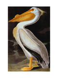 Audubon: Pelican