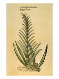 Sugar Cane  1597