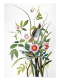 Seaside Sparrow  1858