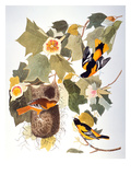 Audubon: Oriole