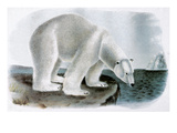 Polar Bear (Ursus Maritimus)