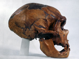 Neanderthal Skull