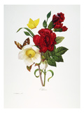 Redoute: Hellebore  1833
