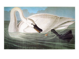 Audubon: Trumpeter Swan