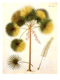 Fan Palm