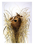 Audubon: Wren