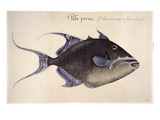 Trigger-Fish  1585