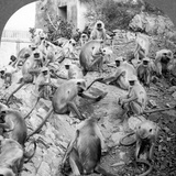 India: Monkey Temple