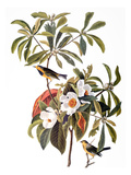 Audubon: Warbler  1827-38