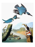 Audubon: Kingfisher