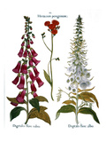 Foxglove And Hawkweed