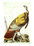 Great American Turkey