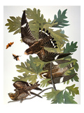 Audubon: Nighthawk