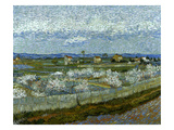 Van Gogh: Peach Tree  1889