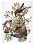Audubon: Kestrel  1827