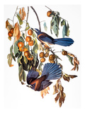 Audubon: Scrub Jay  1827-38
