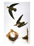 Audubon: Swift