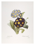 Redoute: Auricula  1833
