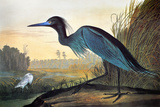 Audubon: Little Blue Heron