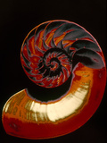 Nautilus