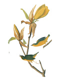 Audubon: Warbler