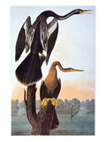 Audubon: Anhinga